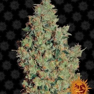 Tangerine Dream | Barney's Farm | FEM Photoperiod Seeds
