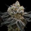 SIN CITY SEEDS - MUDSLIDE STRAIN - FEM PHOTO -7 PACK - Image 4