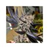 DUTCH PASSION - BLUEBERRY - FEM PHOTO - Image 3