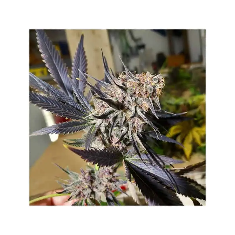 Blueberry