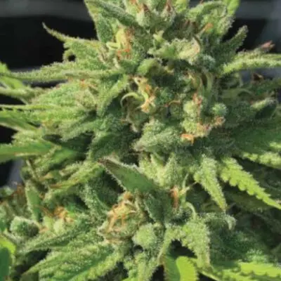 Bigfoot Glue | Humboldt Seed Co | FEM Photoperiod Seeds