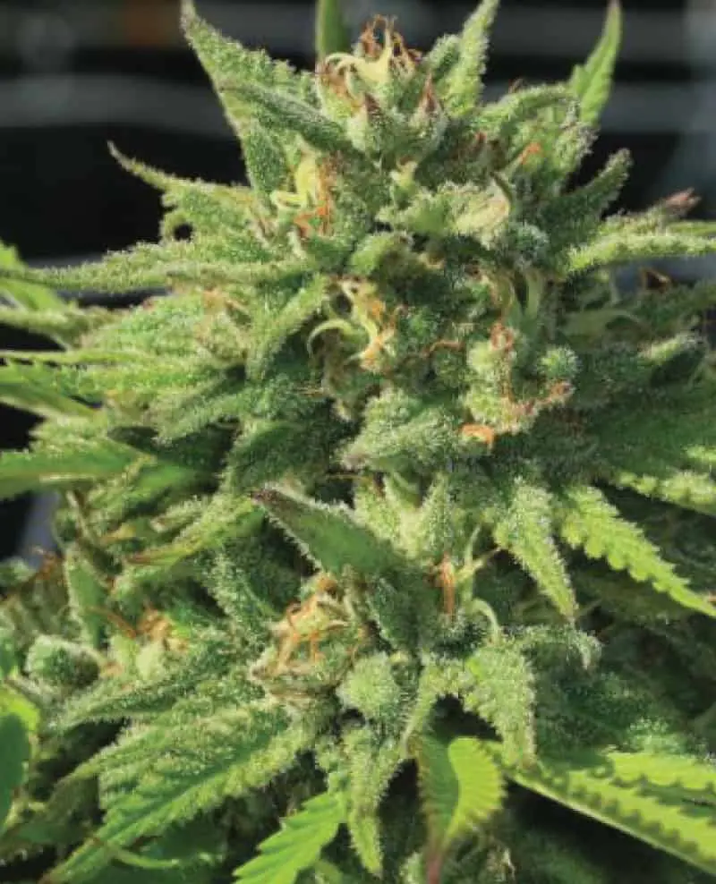 Bigfoot Glue | Humboldt Seed Co | FEM Photoperiod Seeds