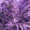 SOFEM GENETICS - BLOOD LEMON NARCOS STRAIN - AUTO FEM - 3 PACK - Image 4