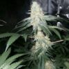 MEPHISTO GENETICS - LUKE'S WOOKIE(SW/3BOG) BUNDLE - Image 3