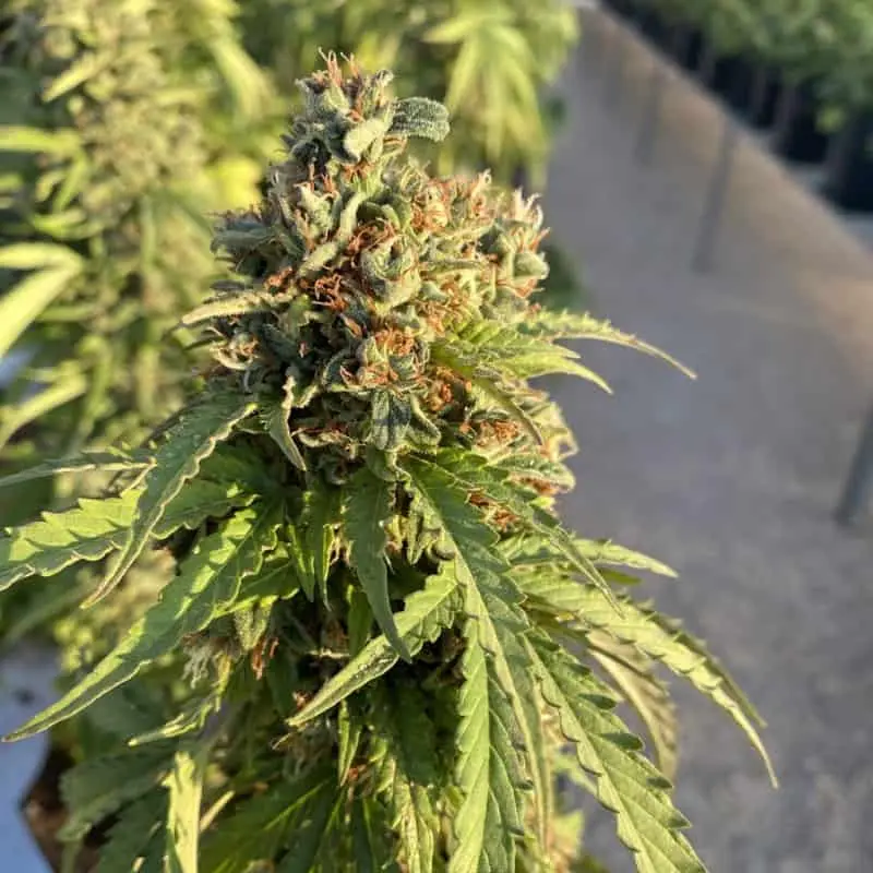 CBD Victory Auto