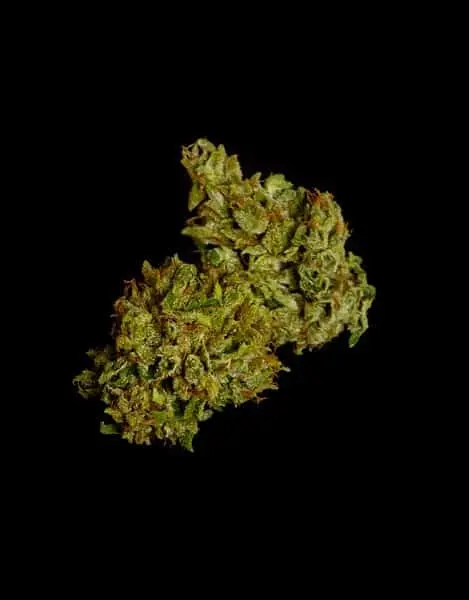 ROYAL QUEEN SEEDS – COSMOS F1 STRAIN – AUTO FEM