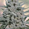 SPEEDRUN SEEDS - SAPPHYRE F2 STRAIN - AUTO FEM - Image 3