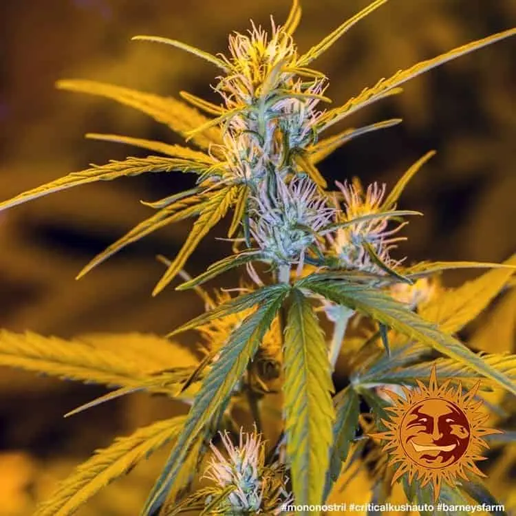 Critical Kush Auto