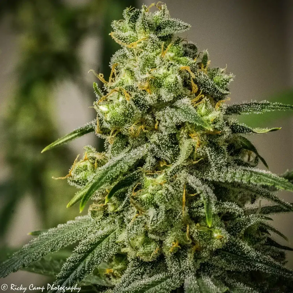 Rosetta Stone | Brothers Grimm Seeds | REG Photoperiod Seeds