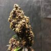 TASTEBUDZ - PURPLE PUNCH STRAIN - AUTO FEM - Image 2