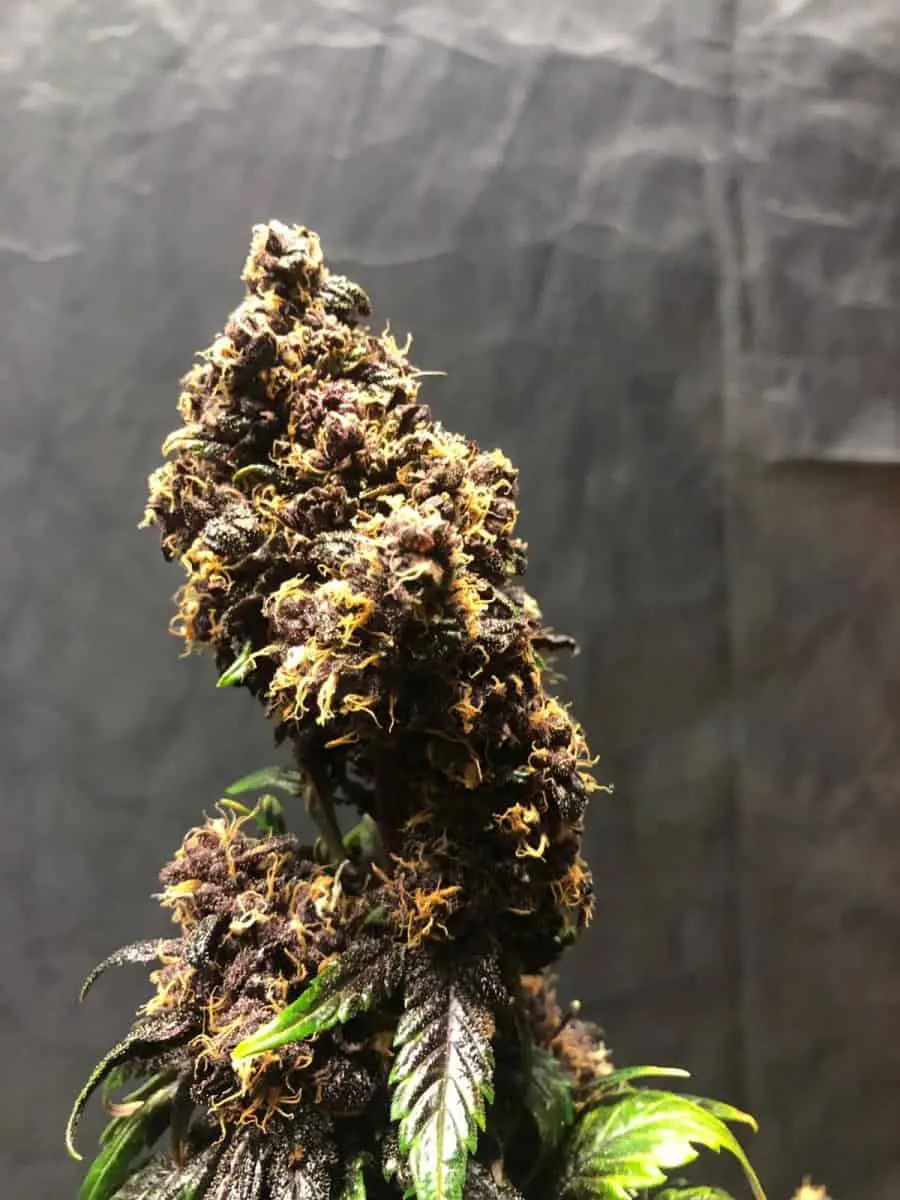 TASTEBUDZ – PURPLE PUNCH STRAIN – AUTO FEM