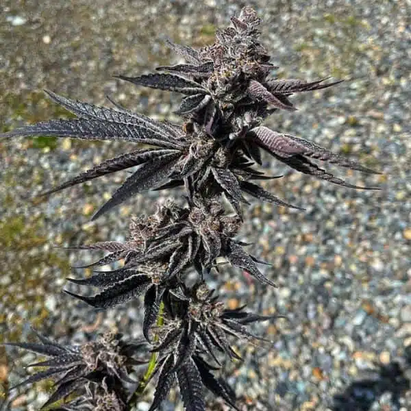 EXOTIC GENETIX - BLOOD HONEY STRAIN - FEM PHOTO - 6 PACK