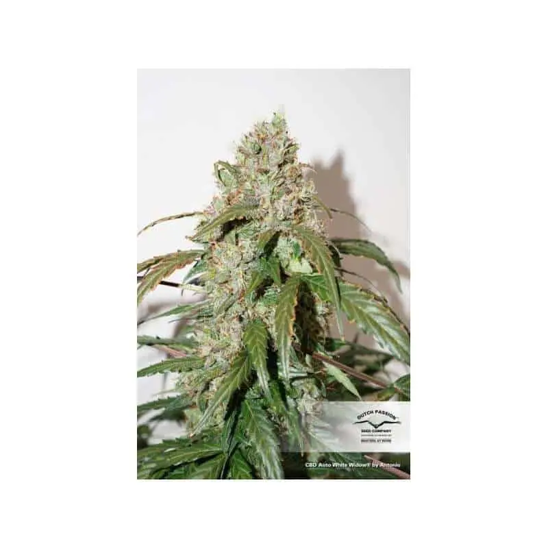 CBD White Widow Auto