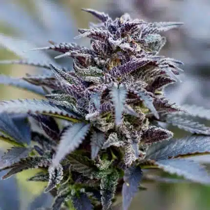 Durban Poison