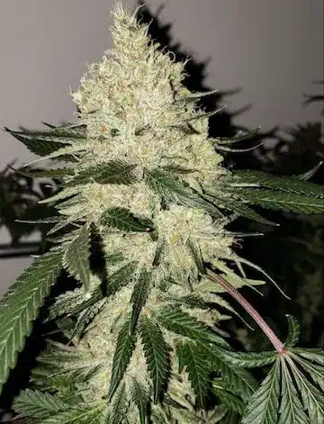 Lilac Diesel RBX2 | Ethos Genetics | FEM Photoperiod Seeds