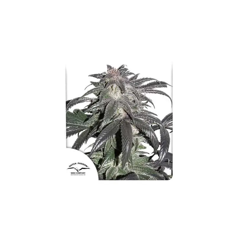 Bubba Island Kush | Dutch Passion | FEM Photoperiod Seeds