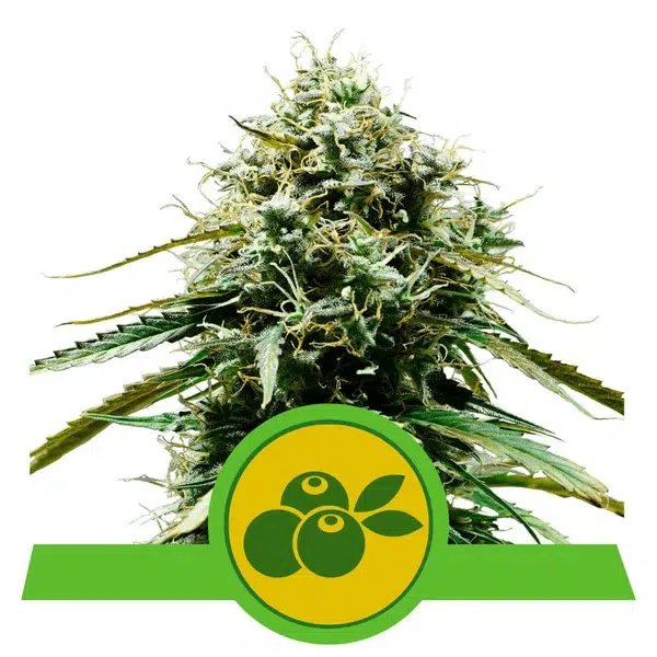 ROYAL QUEEN SEEDS - HAZE BERRY AUTOMATIC STRAIN - AUTO FEM