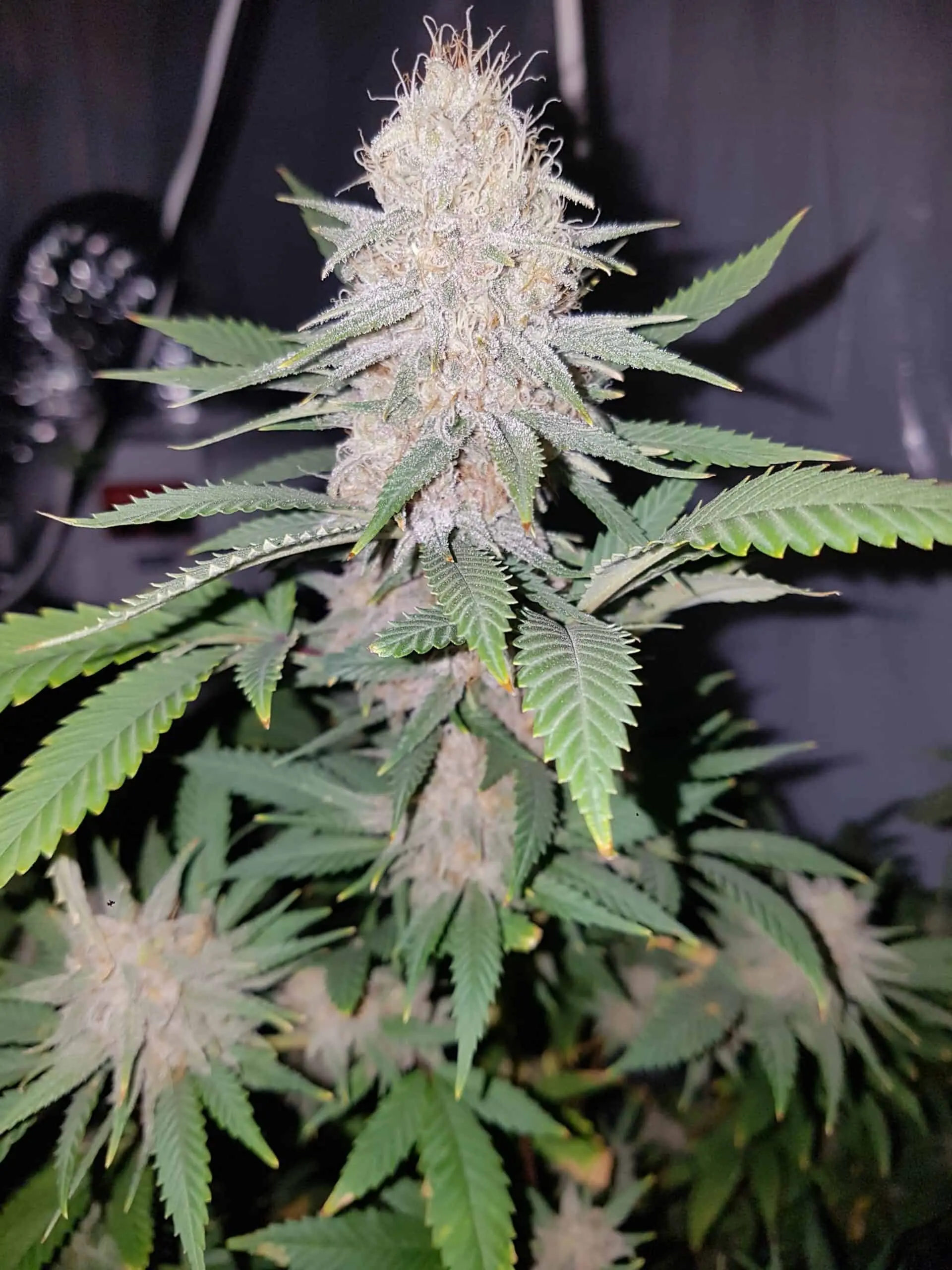 TASTEBUDZ - CRITICAL BANANA SMOOTHIE STRAIN - AUTO FEM