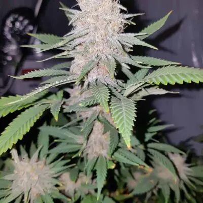 TASTEBUDZ - CRITICAL BANANA SMOOTHIE STRAIN - FEM PHOTO