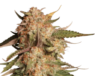 SEED STOCKERS - BLUE MOBY AUTO STRAIN - AUTO FEM