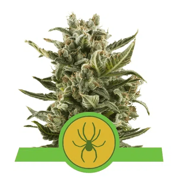 ROYAL QUEEN SEEDS - WHITE WIDOW AUTOMATIC STRAIN - AUTO FEM