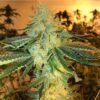 KUSH FAMILY ORIGINALS - SOUR AL x GHOST OG BX4 - REG PHOTO - 12 PACK - Image 2