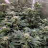 BODHI - SPROUTWAYS - DREAD BREAD STRAIN - REG PHOTO - 10 PACK - Image 3