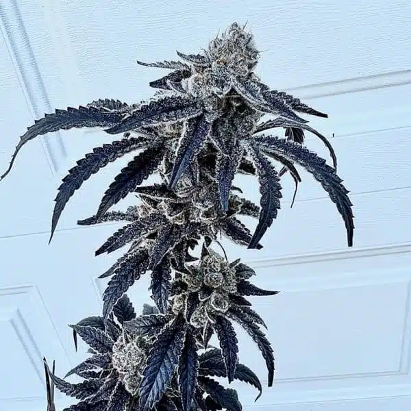 EXOTIC GENETIX - 100K STRAIN - FEM PHOTO - 6 PACK