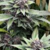 MOSCA SEEDS/TIKI MADMAN - ICE PIE x RASPBERRY BOOGIE STRAIN - FEM PHOTO - 6 PACK - Image 6