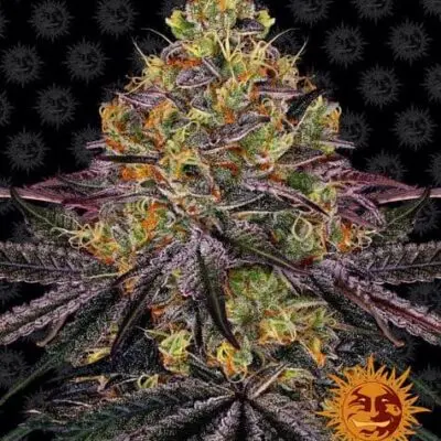 Watermelon Zkittlez | Barney's Farm | FEM Photoperiod Seeds