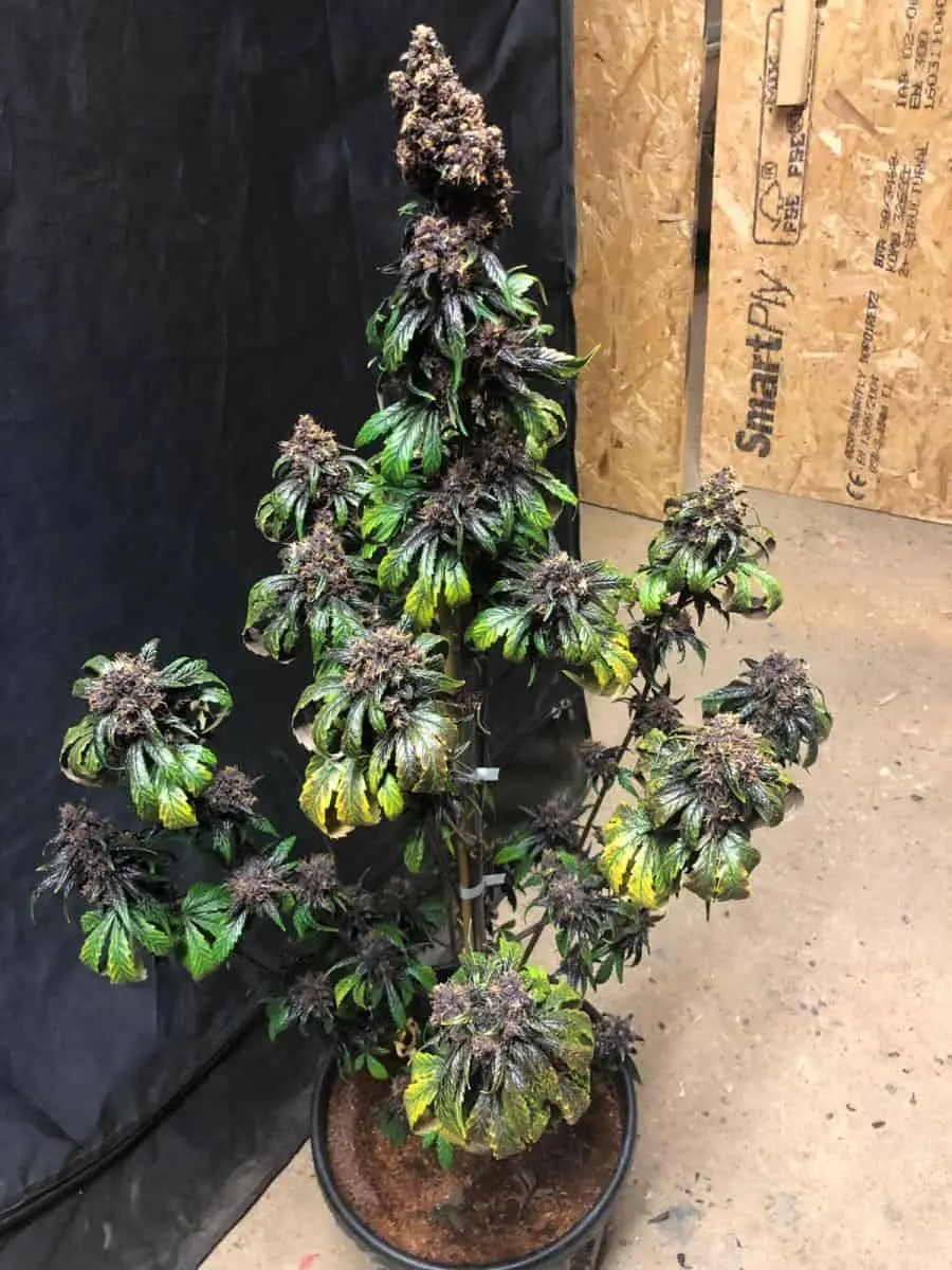 TASTEBUDZ – PURPLE PUNCH STRAIN – AUTO FEM