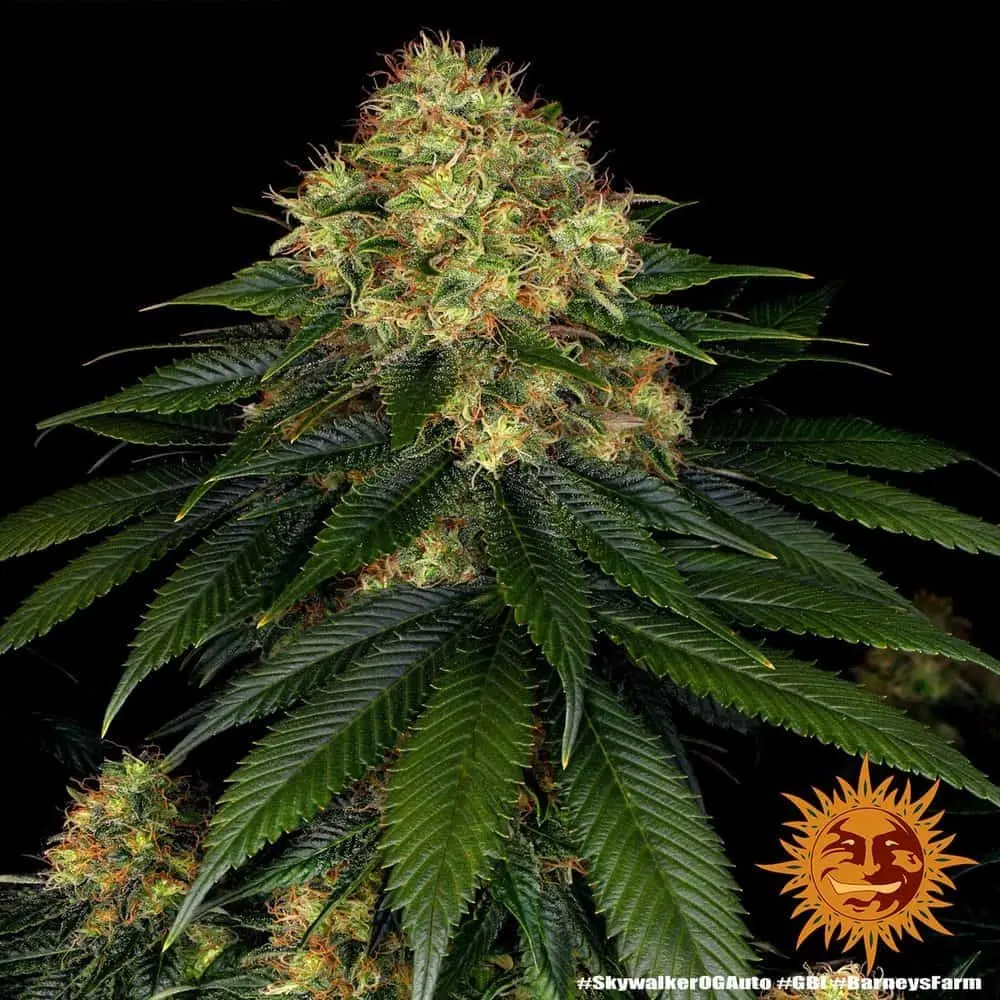 Skywalker OG Auto