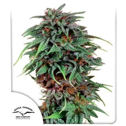 Durban Poison | Dutch Passion | FEM Photoperiod Seeds