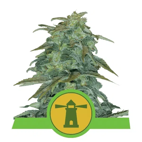 ROYAL QUEEN SEEDS - ROYAL HAZE AUTOMATIC STRAIN - AUTO FEM
