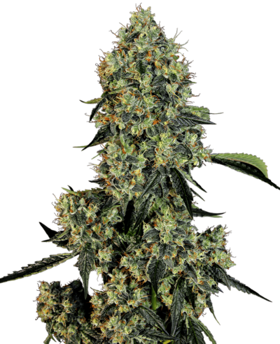 Image of a cannabis plant