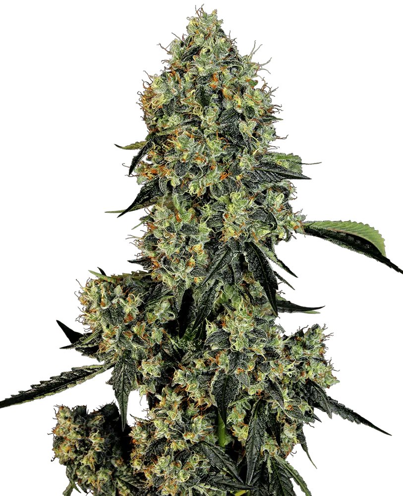 Image of a cannabis plant