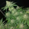 JINXPROOF GENETICS - POUND DOWN STRAIN - REG PHOTO - 12 PACK - Image 2