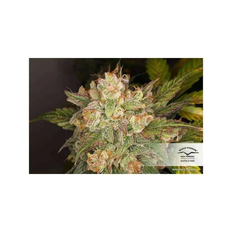 Night Queen Auto