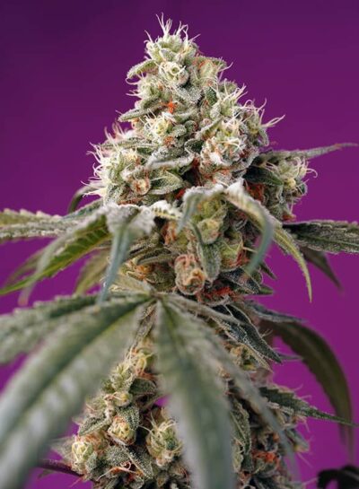 SWEET SEEDS - BRUCE BANNER STRAIN - AUTO FEM