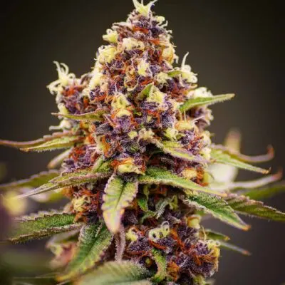MOSCA SEEDS/TIKI MADMAN - RASPBERRY BOOGIE S1 STRAIN - FEM PHOTO - 8 PACK