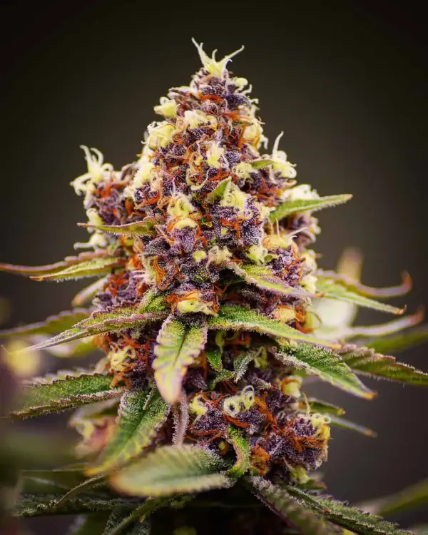 MOSCA SEEDS/TIKI MADMAN - RASPBERRY BOOGIE S1 STRAIN - FEM PHOTO - 8 PACK