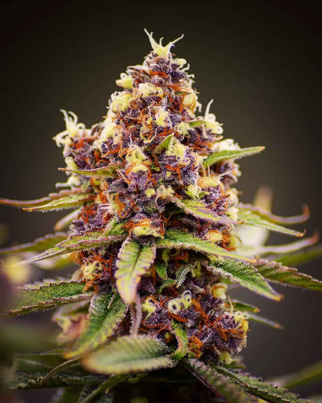 MOSCA SEEDS/TIKI MADMAN - RASPBERRY BOOGIE S1 STRAIN - FEM PHOTO - 8 PACK