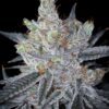 SIN CITY SEEDS - CHOCOLATE RIVER STRAIN - FEM PHOTO -7 PACK - Image 3