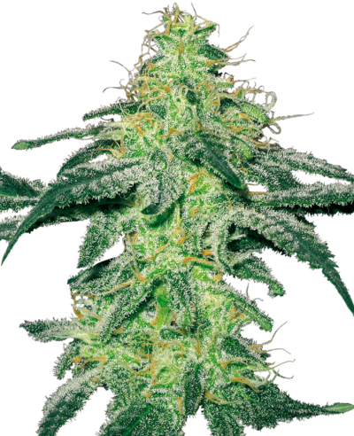 Cannabis image