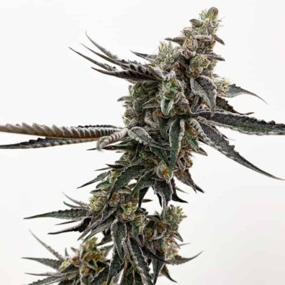 EXOTIC GENETIX - SOUTHERN SUGAR STRAIN - REG PHOTO - 10 PACK