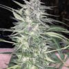 TWENTY20 MENDOCINO - SNOW-G STRAIN - FEM PHOTO - Image 2