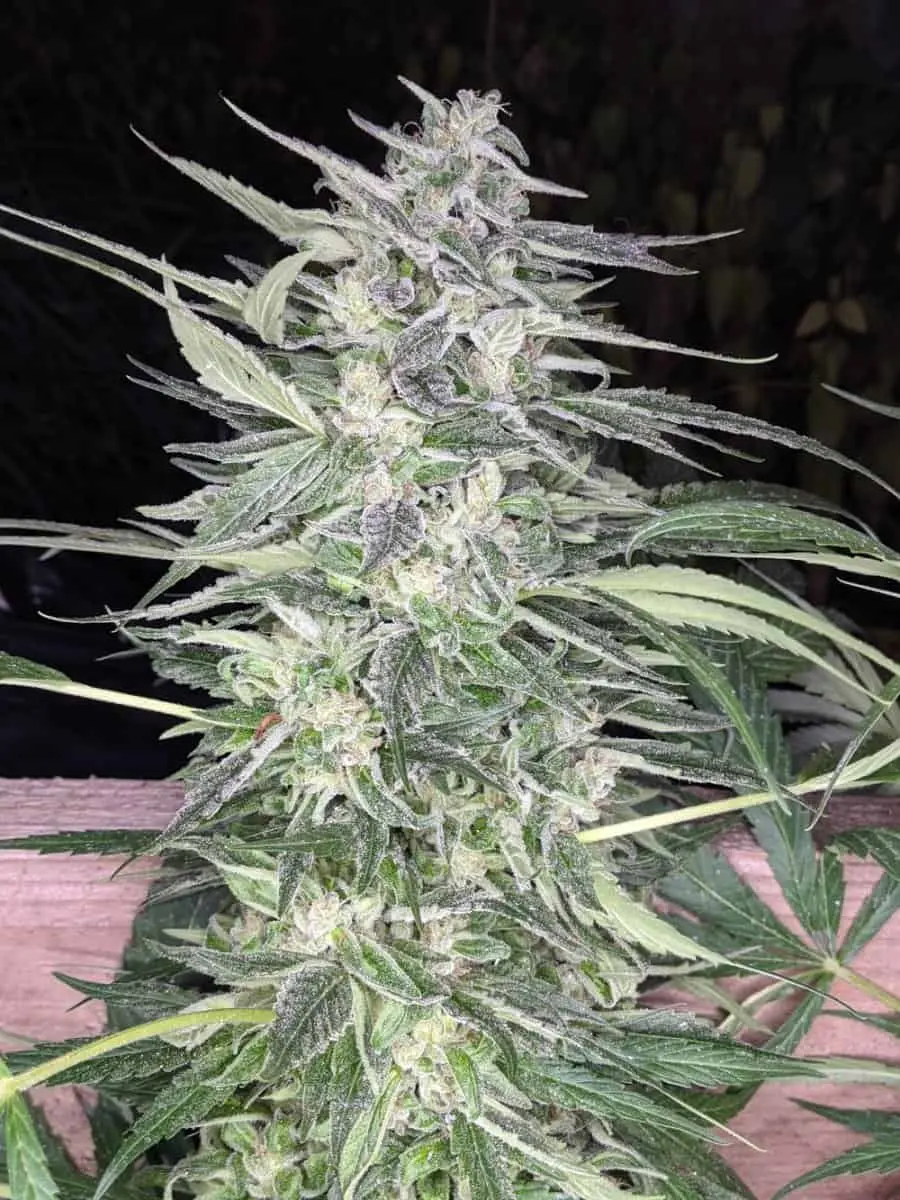 TWENTY20 MENDOCINO – SNOW-G STRAIN – FEM PHOTO