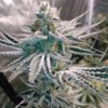 JINXPROOF GENETICS - HELL ON WHEELS STRAIN - REG PHOTO - 12 PACK - Image 7