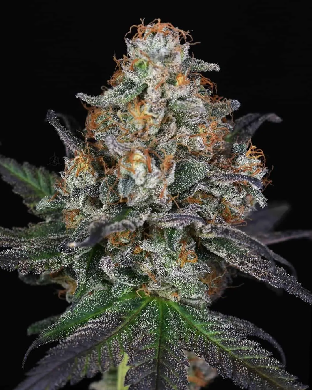 IN HOUSE GENETICS – BANANASICLE STRAIN – FEM PHOTO