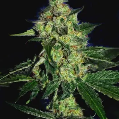 Sugarmill (Gold Collection) | Cali Connection | FEM Photoperiod Seeds